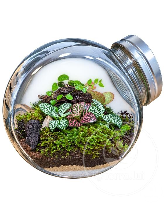 Terrario de plantas